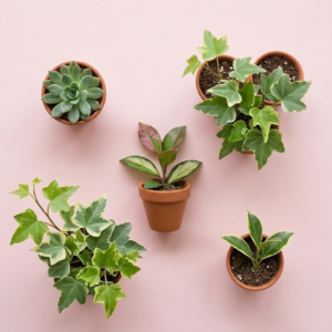 PLANTAS