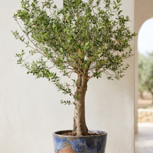 Árbol de Olivo Gran Formato