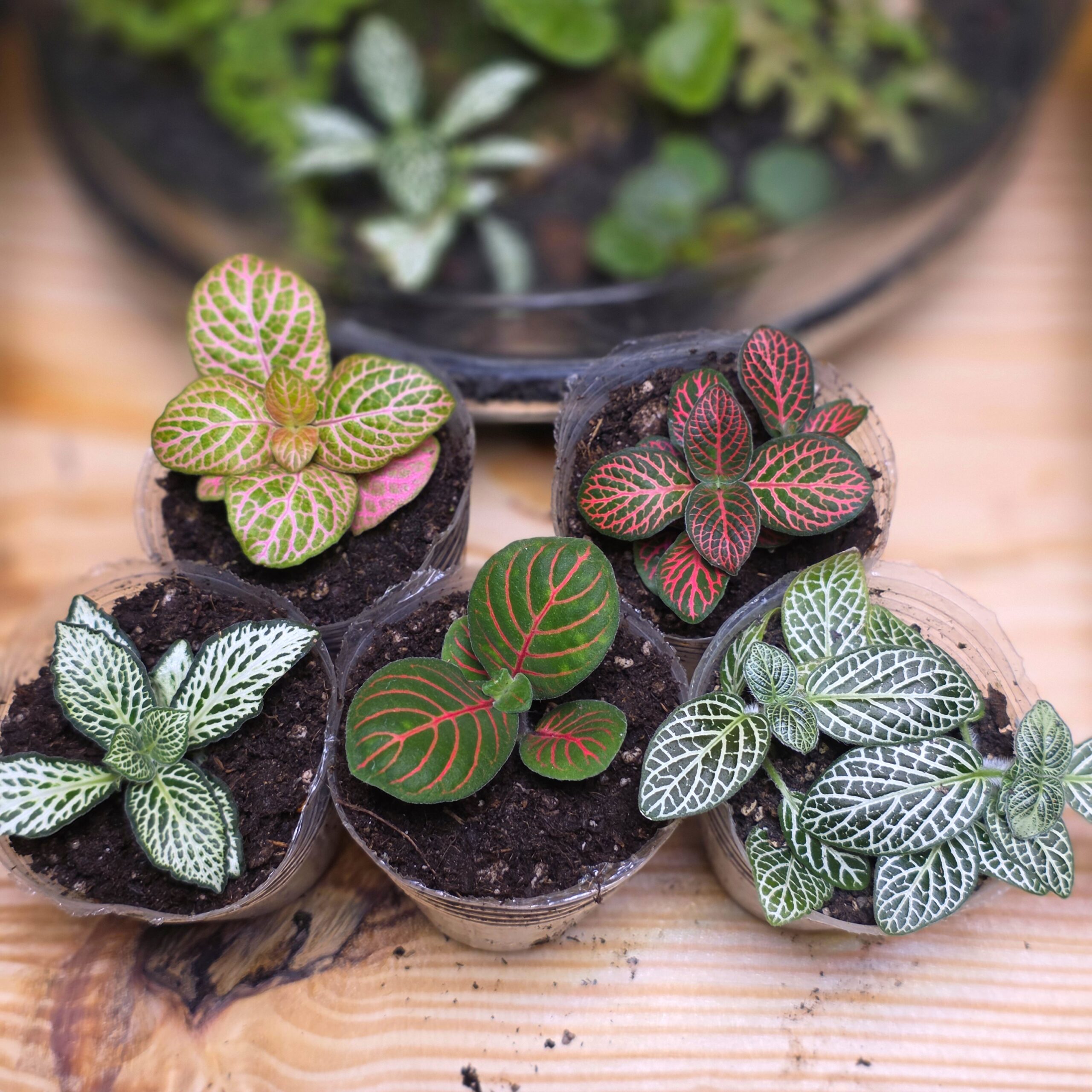 Fittonia Albivenis Red - Imagen 2