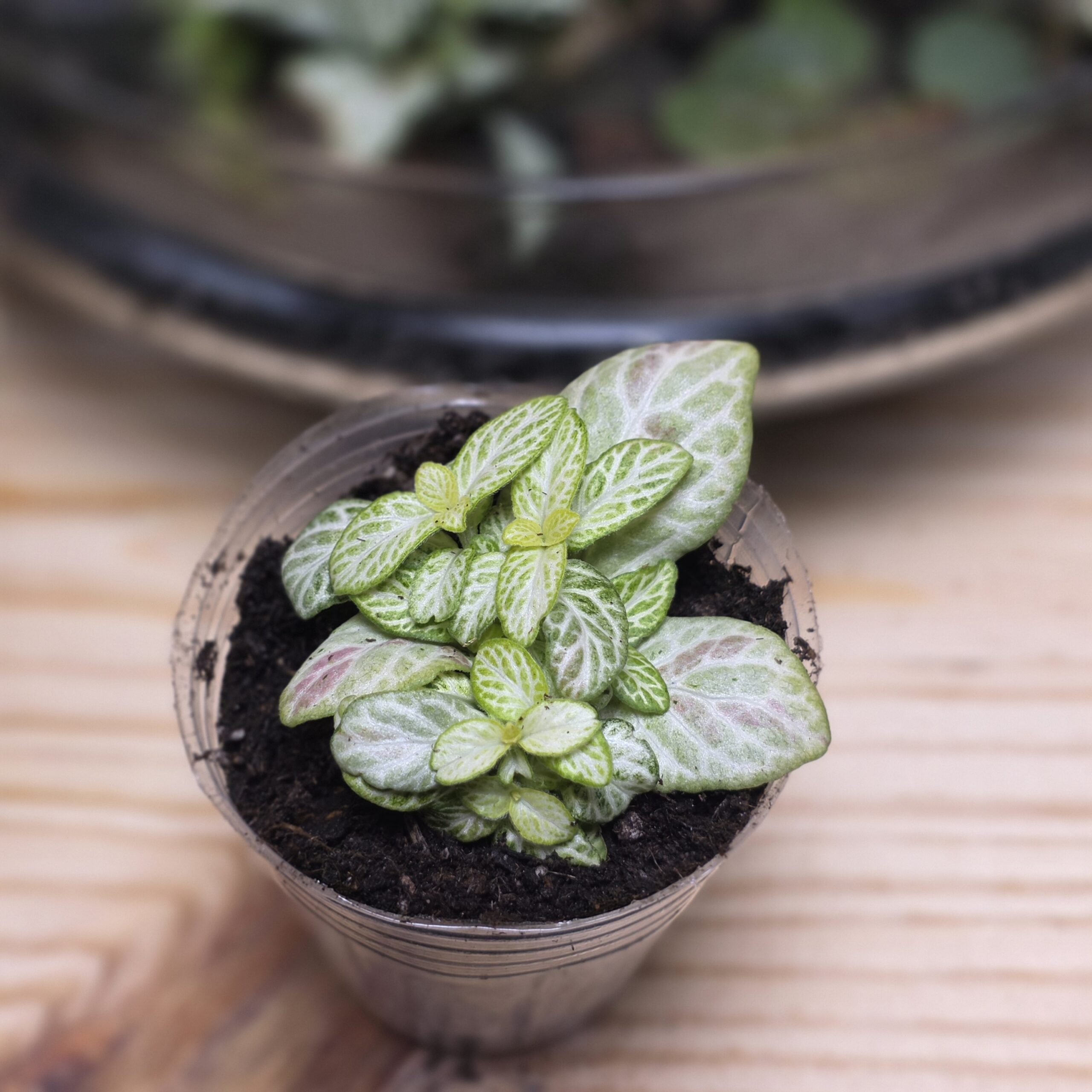 Fittonia Bubble Lemon