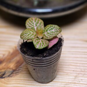 Fittonia Pink Cassandra