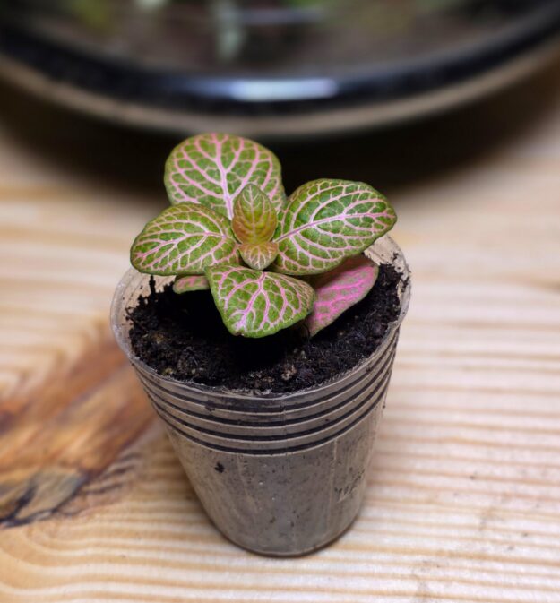 Fittonia Pink Cassandra