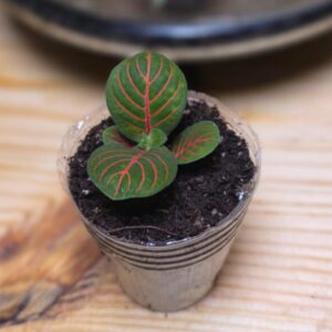 Fittonia Bubble Red