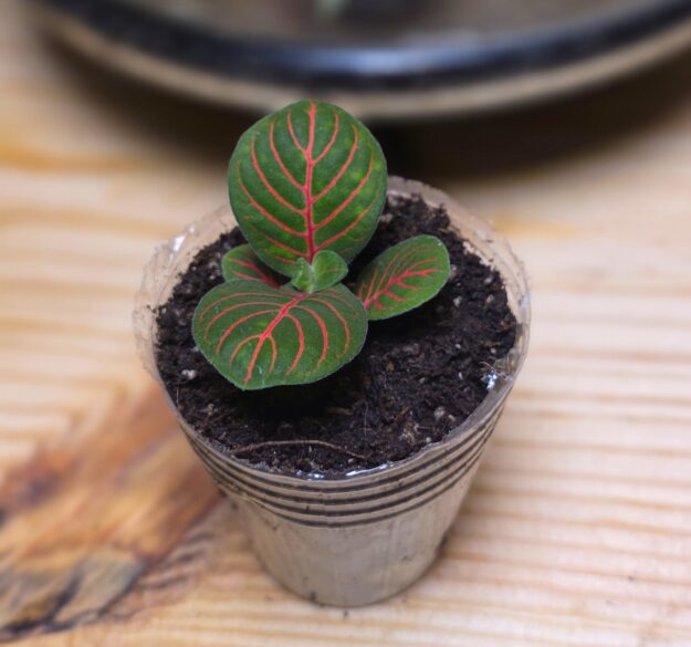 Fittonia Bubble Red