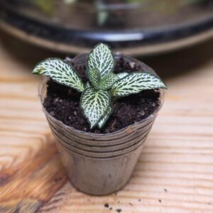 Fittonia Mosaic White Forest Flame