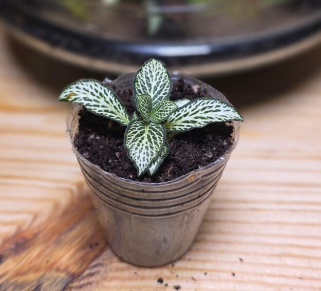 Fittonia Mosaic White Forest Flame