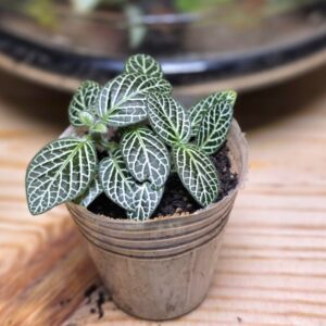Fittonia Albivenis Mini White