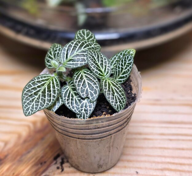 Fittonia Albivenis Mini White