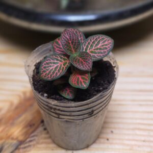 Fittonia Albivenis Red