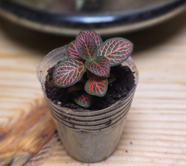 Fittonia Albivenis Red